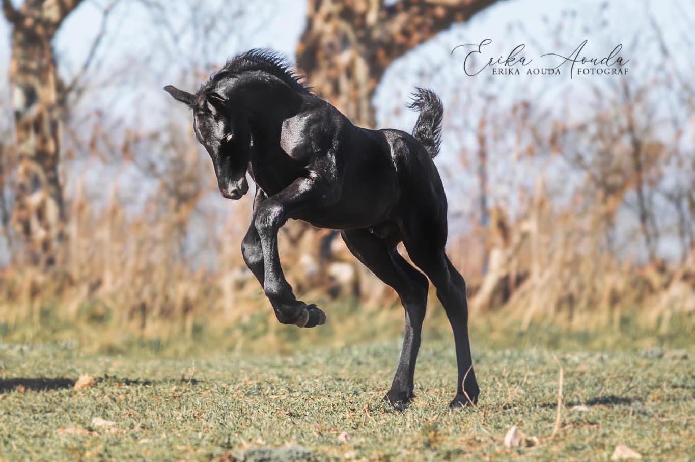 Aftonmora Friesians